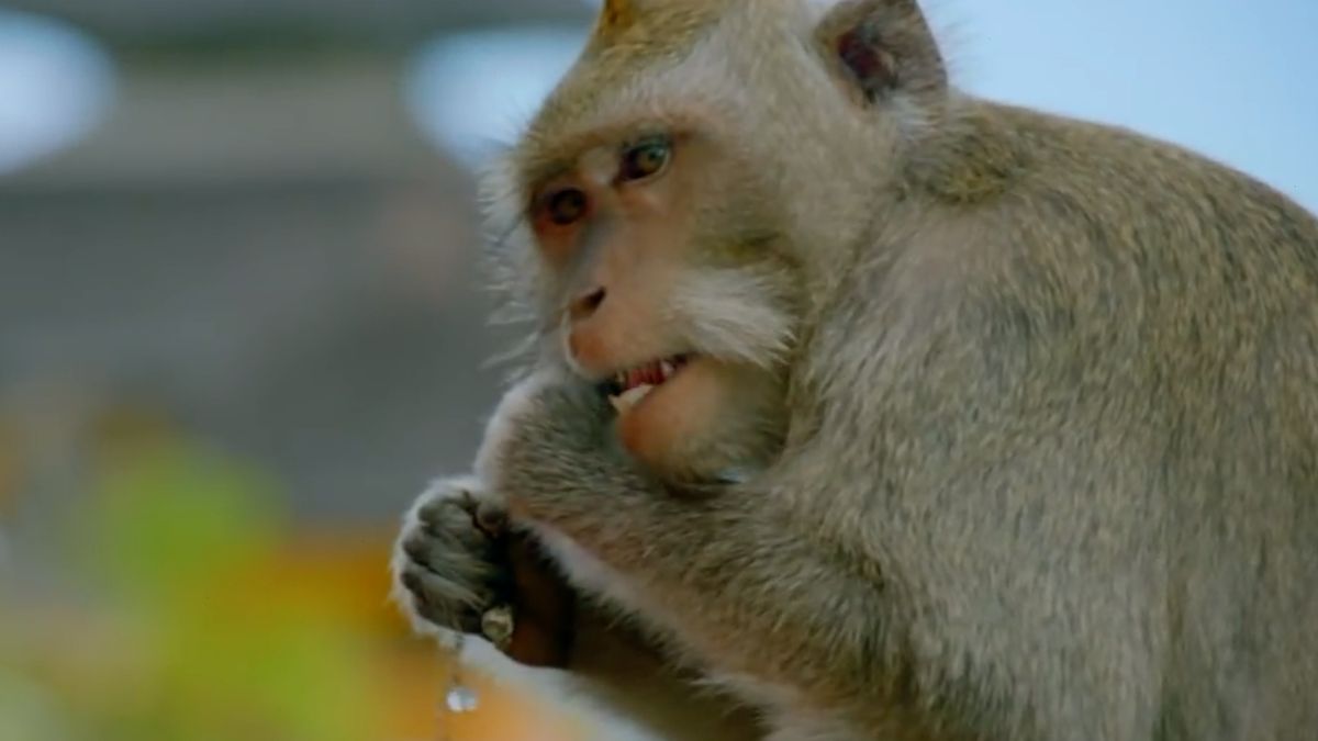 Opice na Bali rozumí ekonomice. Pro lepší „výkupné“ kradou dražší věci